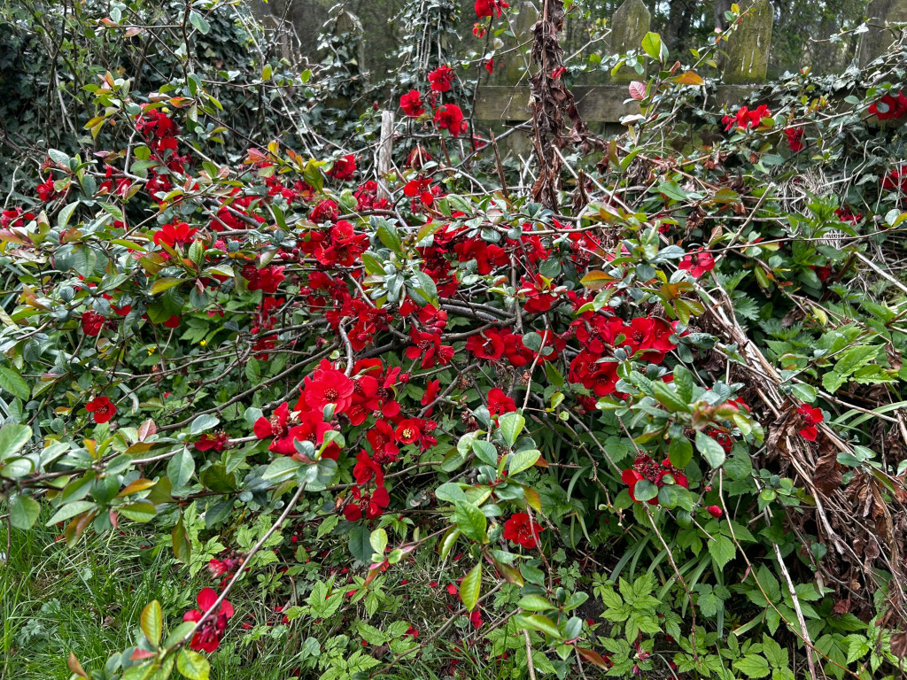 Lowering quince bush (Chaenomeles japonica) overflowing with vibrant red blossoms. The bush is somewhat wild and untamed, spilling over into surrounding greenery, which includes grass and other low-lying vegetation. Some of the branches appear older or dead, contrasting with the bright red flowers. The background hints at a wooden fence partially obscured by ivy. The overall impression is one of untamed, vibrant natural beauty.