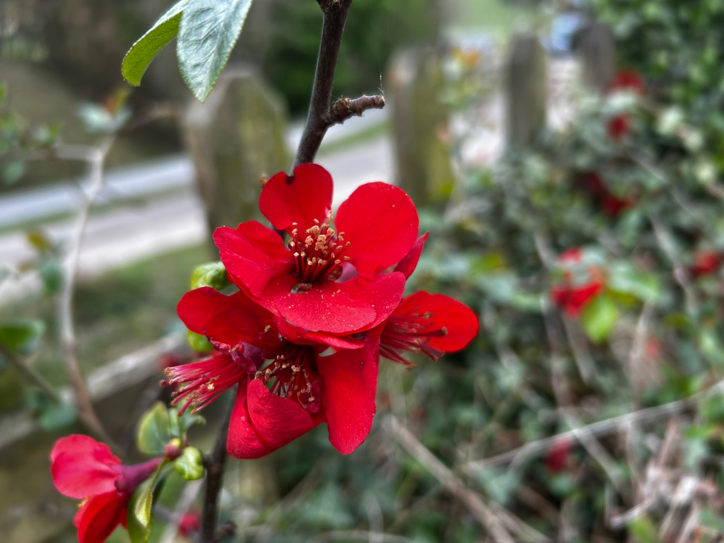 Close-up view of a vibrant red flower, possibly a quince blossom, in full bloom. The flower is the central focus, sharply in focus against a softly blurred background of greenery and a partially visible wooden fence. The background suggests a natural, outdoor setting. The image's composition emphasises the flower's rich colour and delicate details.