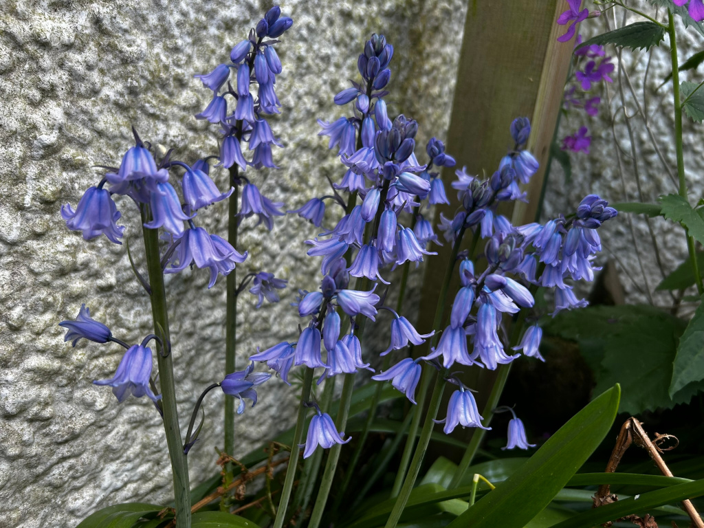 Cluster of Spanish bluebells (Hyacinthoides hispanica) in full bloom. They are a vibrant purplish-blue, growing close together against a textured, light grey wall. Some other greenery and a wooden post are visible in the background.