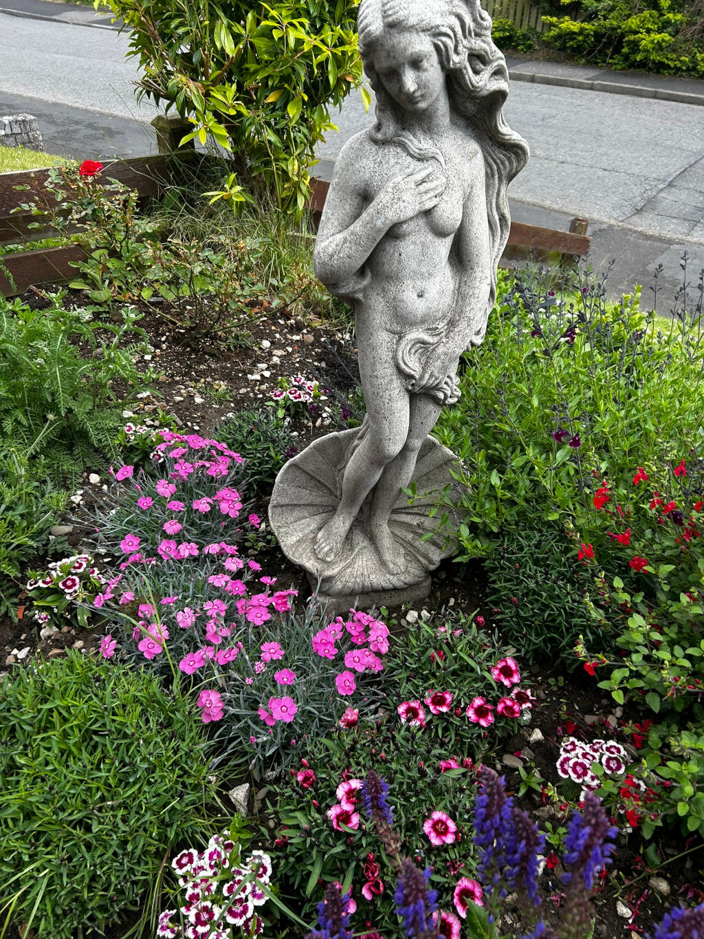 Garden scene featuring a statue styled on Venus by Sandro Botticelli standing amidst a variety of flowering plants. The statue is light grey stone and positioned on a shell-shaped base. The surrounding flowers are predominantly pink and purple, with some red accents. The overall setting is a cultivated garden bed next to a residential street.