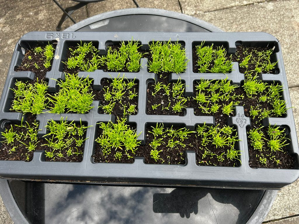 Black plastic seedling tray filled with small, vibrant green seedlings. The tray is divided into numerous compartments, each containing a cluster of young plants. The seedlings appear healthy and are at a similar stage of growth. The tray rests on a dark-coloured surface, likely outdoors. The overall impression is one of early-stage gardening or plant propagation.