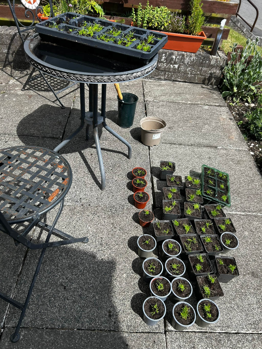 Patio scene where gardening is taking place.  A small metal table holds a seedling tray.  Surrounding the table are numerous small pots, many containing young seedlings, suggesting a transplanting or potting-on process is underway. Various gardening tools and containers are also visible. The overall mood is one of quiet, outdoor activity.