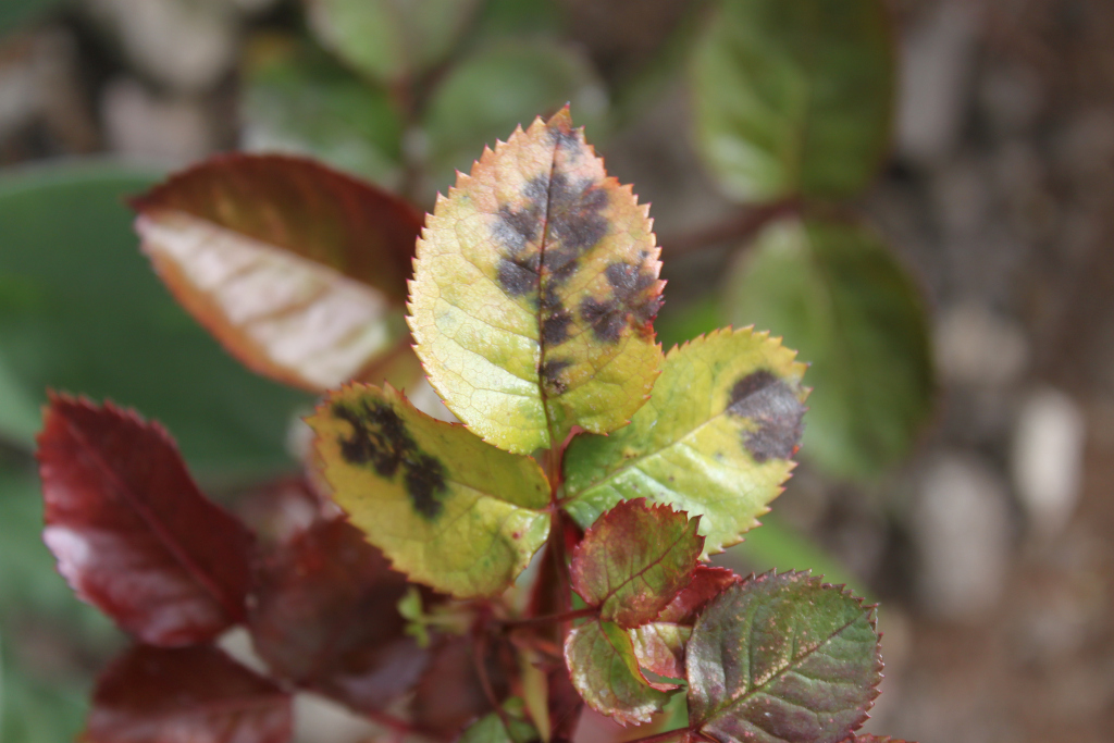 Close-up of a rose plant's leaves. The leaves exhibit discoloration and dark blotches, suggesting a fungal infection or disease. The leaves are a mix of dark reddish-brown and yellow-green hues, with the dark spots concentrated on some leaves more than others. The overall impression is one of plant distress.