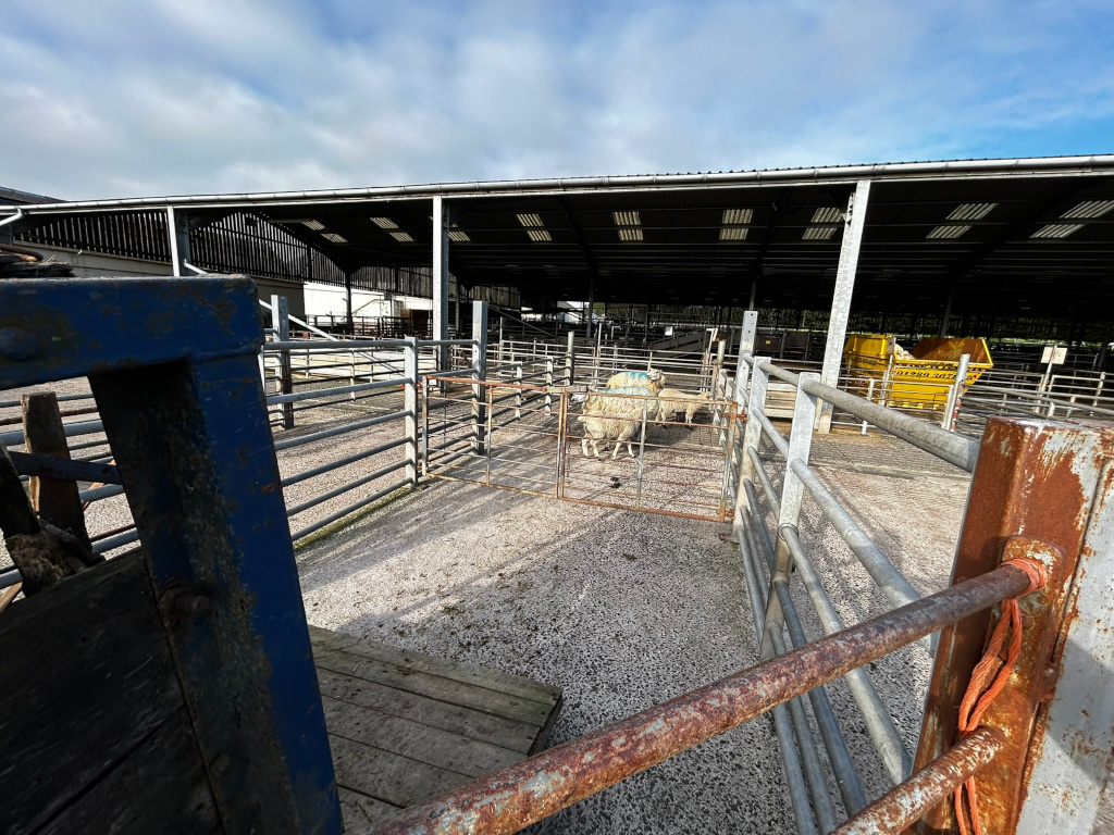 Sheep pen in a livestock market or farm. Several sheep are visible within metal pens, with a larger, open-roofed shed providing shelter overhead. The foreground features rusty metal gates and fencing, suggesting age and wear. The overall impression is that of a working agricultural setting, perhaps a livestock auction or holding area.