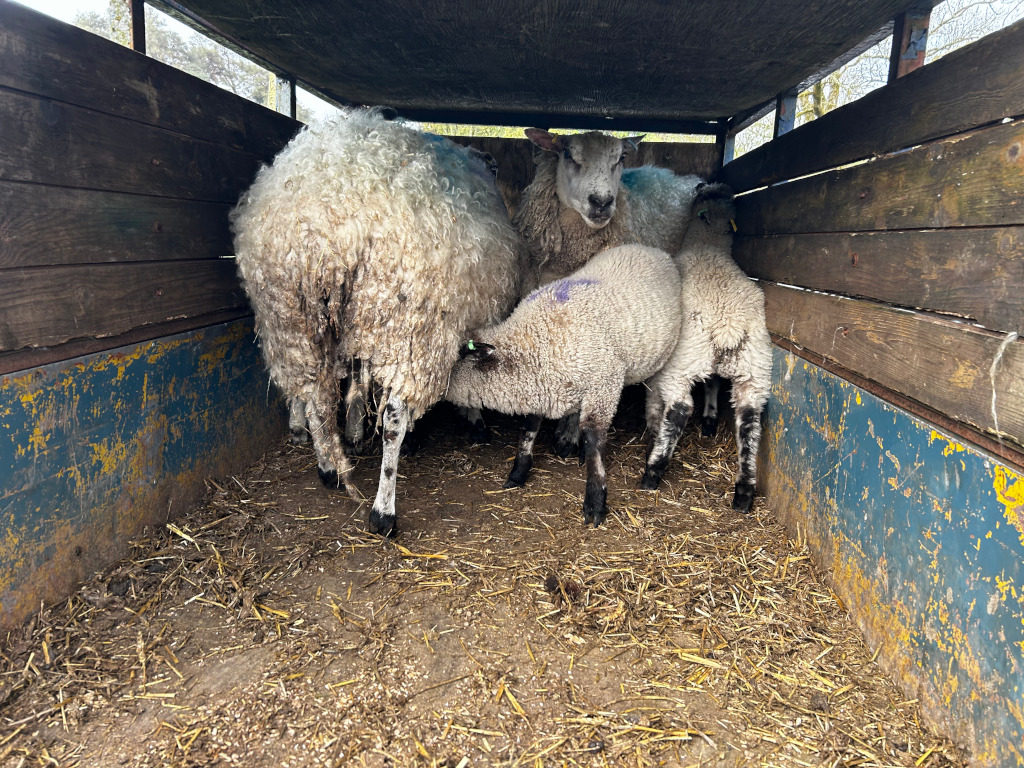 Interior of a sheep trailer. Several sheep, including at least one ewe and her lambs, are standing inside the trailer on a bed of straw. The trailer is old and has worn wooden walls and a metallic base. The overall tone is somewhat rustic.