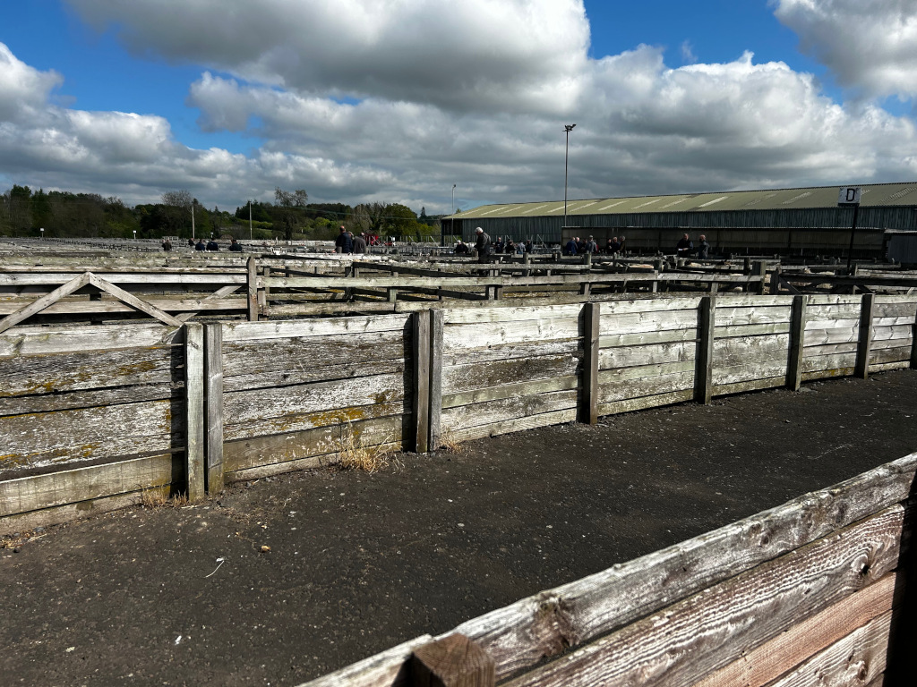 Livestock auction yard or similar facility. The foreground is dominated by weathered wooden pens or partitions, while in the background, a group of people can be seen, possibly bidders or attendees. A large building, possibly a sales hall or storage area, is also visible in the background under a partly cloudy sky. The overall impression is of a rural, working environment, possibly related to agricultural trade.
