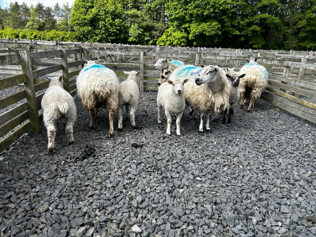 Flock of sheep, mostly white with some gray flecks, standing within a wooden enclosure. Some sheep appear to have small blue markings on their wool. The ground is covered in small grey stones. The background includes lush green trees and a partially visible sky.