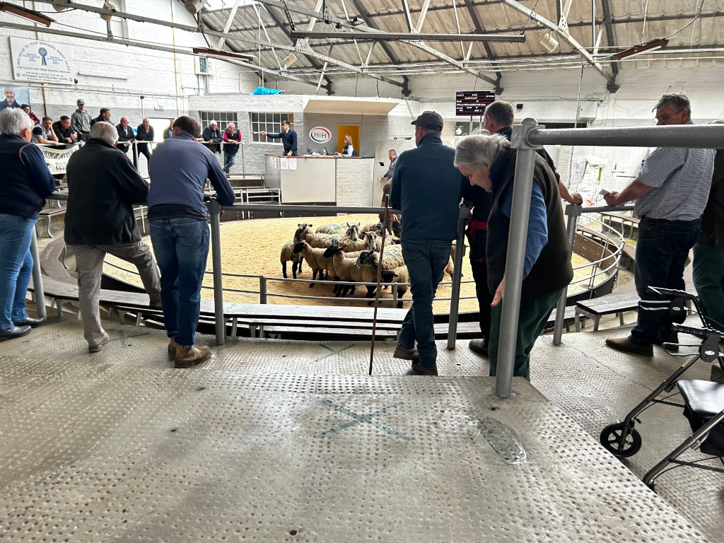 Sheep auction taking place in a large, indoor arena. A group of people are gathered around a circular pen where a flock of sheep are being assessed. Auctioneers and potential buyers are visible, with some people observing the proceedings from a raised platform. The scene suggests a traditional agricultural setting, possibly in the UK, given the style of the building and attire of the individuals present.