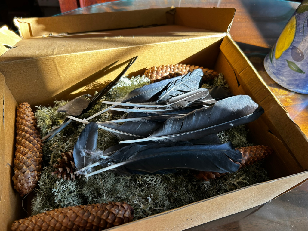 Cardboard box containing a collection of dark-coloured feathers, pine cones, and preserved moss. The feathers appear to be from a bird, possibly a crow or raven, and are arranged somewhat haphazardly amongst the other items. The pine cones are various sizes, and the moss provides a bed for the entire scene. The box itself is simple and utilitarian, suggesting the scene is not for display but potentially for storage, crafting, or perhaps for a ritualistic or artistic purpose.