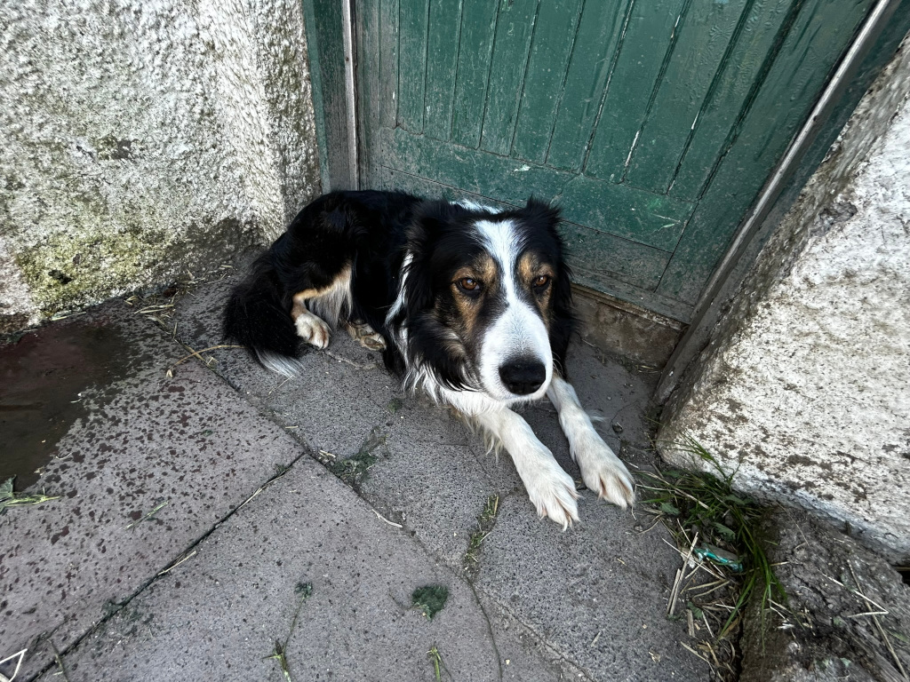 Black and white Border Collie dog lying down on a concrete surface next to a green wooden door and a weathered, mossy wall. The dog appears calm, looking directly at the camera. The overall setting suggests a rural or farm environment.
