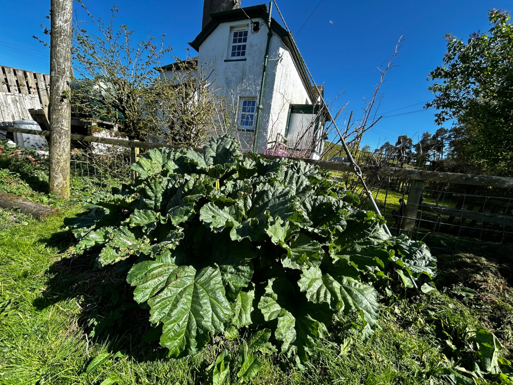 Large rhubarb plant in the foreground, thriving in a garden setting. Behind it is a small, whitewashed building, possibly a cottage or house, with a visible fence and some landscaping. The sky is bright blue, indicating a sunny day. The overall impression is one of a peaceful, rural scene.