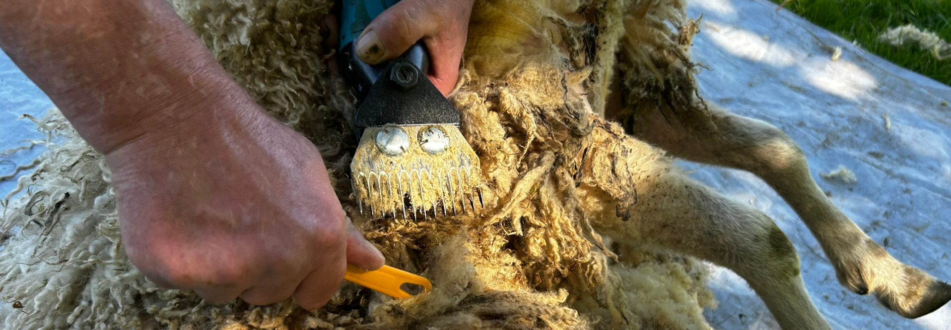 Close-up view of a Charlie shearing a sheep. Charlie's hands are visible, holding an electric shearing tool and a smaller tool, working to remove the sheep's fleece. The sheep's fleece is thick and matted, with clumps of wool being sheared off. The overall scene depicts the process of sheep shearing.