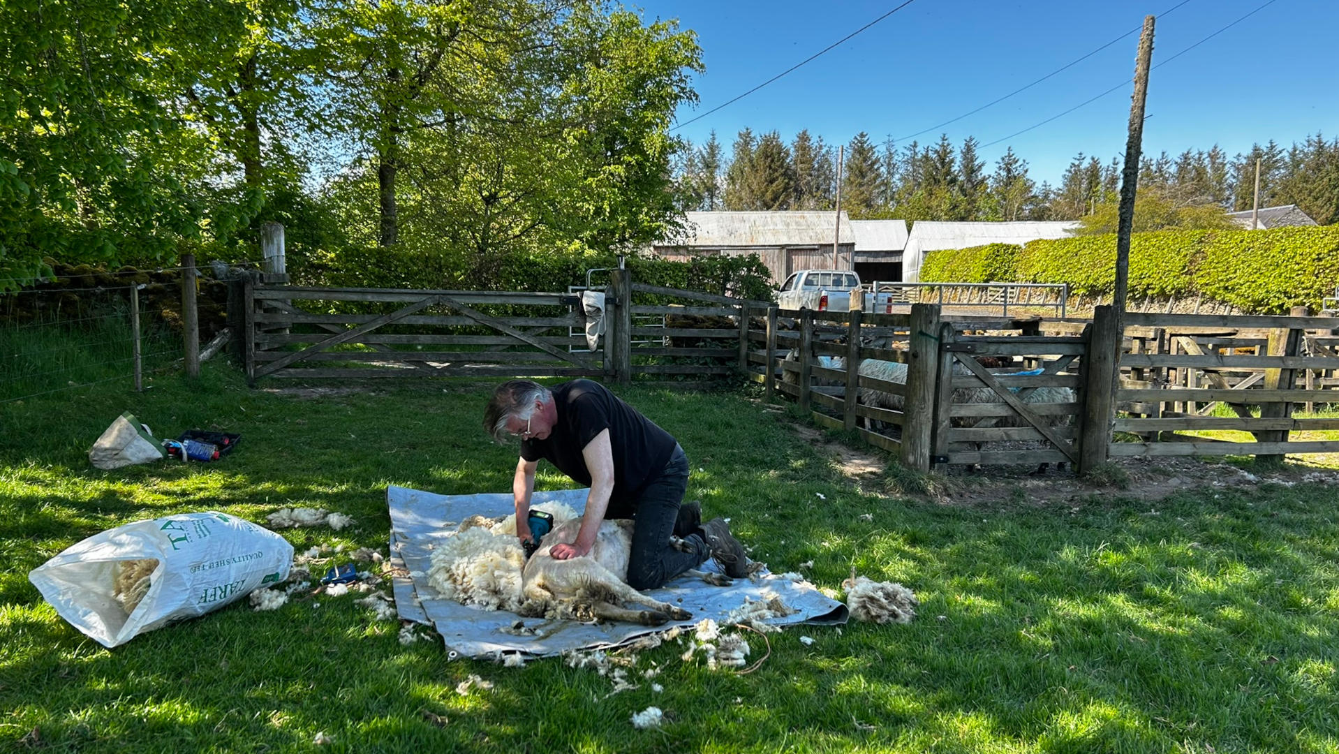 Charlie shearing a sheep in a grassy field. He is kneeling on a tarp, and the sheep's fleece is being removed with electric shears. Other sheep are visible in a nearby pen, and a farm building is in the background. The overall scene depicts a rural, agricultural setting.