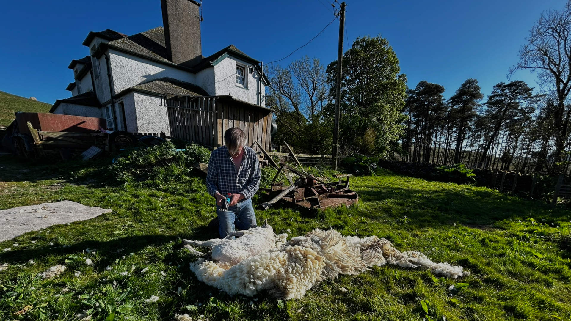 Charlie shearing a sheep in a field next to a farmhouse. The sheep is lying on the ground, and its fleece is mostly removed. Charlie is kneeling and using hand shears. The setting appears rural and idyllic, with a backdrop of trees and a stone wall.
