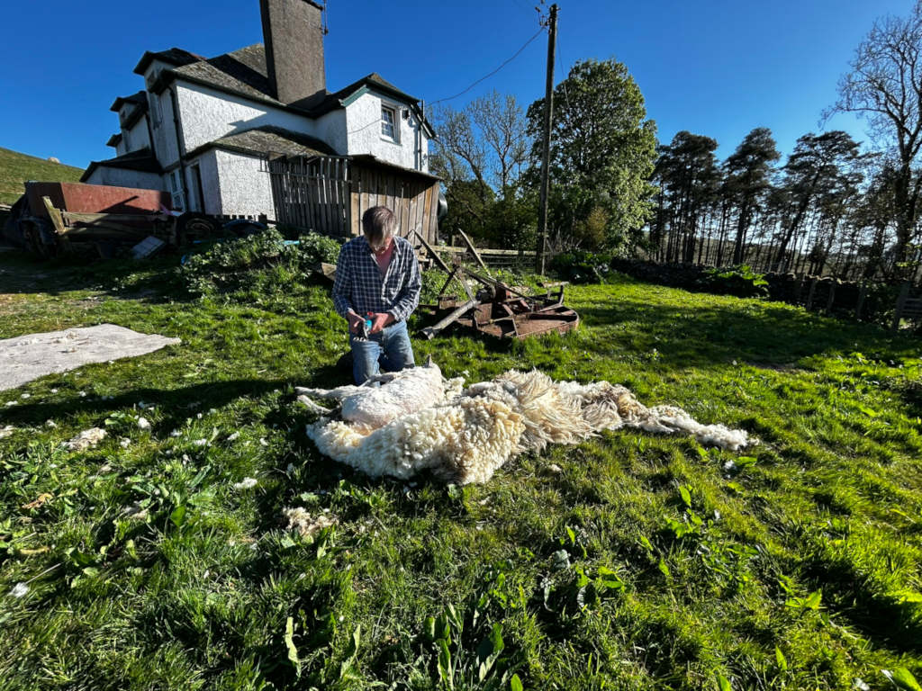 Charlie shearing a sheep in a field next to a farmhouse. The sheep is lying on the ground, and its fleece is mostly removed. Charlie is kneeling and using hand shears. The setting appears rural and idyllic, with a backdrop of trees and a stone wall.