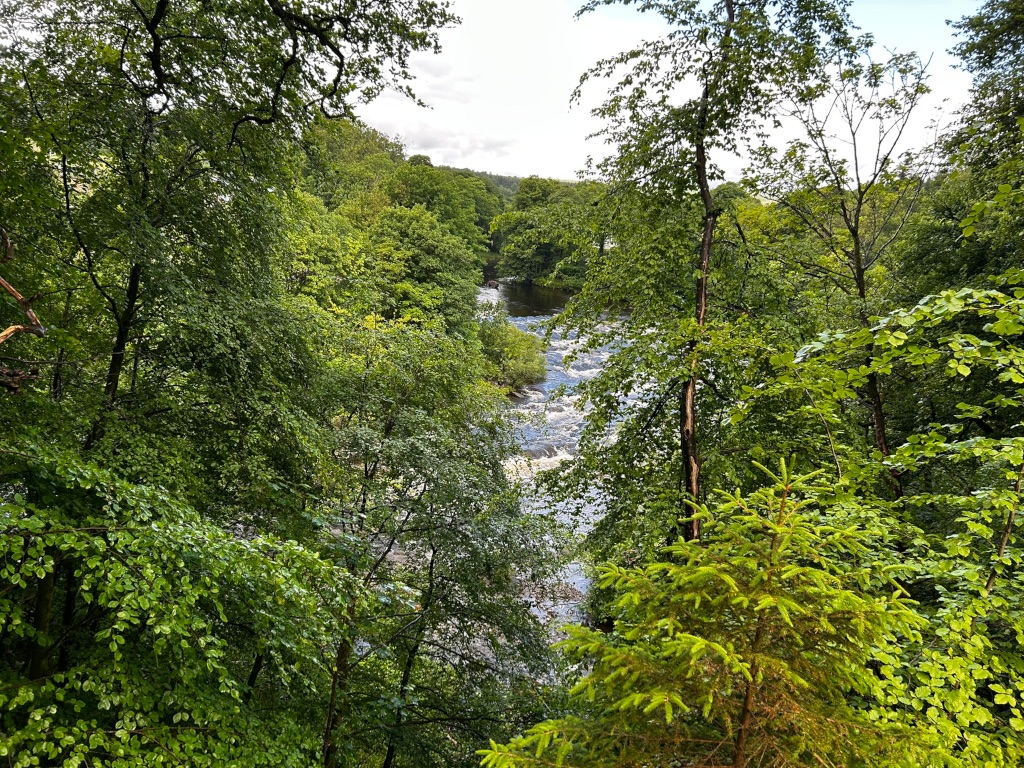 View of a river flowing through a lush green forest. The river is visible through a dense canopy of trees, with the water appearing somewhat turbulent.