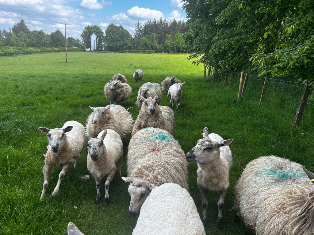 Flock of sheep walking along a grassy path, seemingly being herded. The path leads from a field towards a line of trees and a fence. The sheep are predominantly white with varying shades of gray and some have patches of what appears to be colored marking. They are fluffy and appear to be rather docile. The overall feeling is one of rural peacefulness and the natural rhythm of farm life.