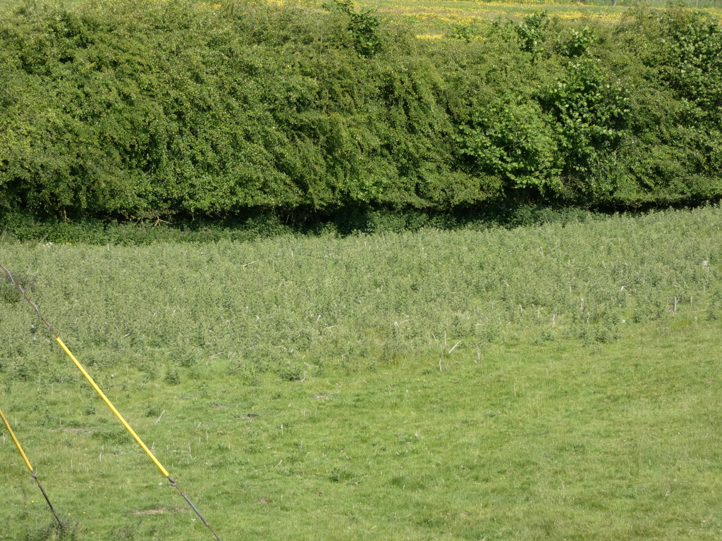 Verdant landscape, divided into three distinct sections. The top section features a dense line of lush, green trees forming a natural hedge or wall. Below this, a slightly shorter, less dense area of vegetation fills the middle section, possibly a field of young saplings or shrubs. The bottom is composed of a short-cropped, bright green grassy field, extending to the bottom edge of the frame. Two yellow diagonal poles are partially visible in the bottom left corner, suggesting a possible fence or barrier.