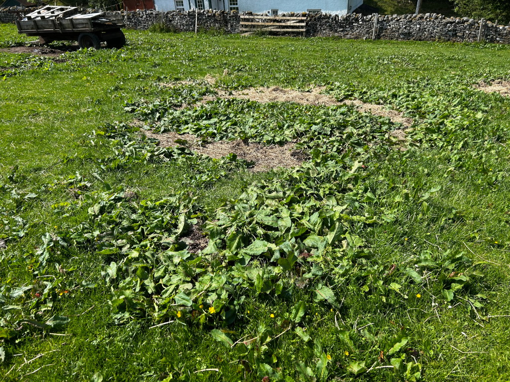 Grassy field with several patches of dead and dying weeds suggesting intentional clearing, possibly for gardening or agricultural purposes. In the background, there is a stone wall and a small cart.