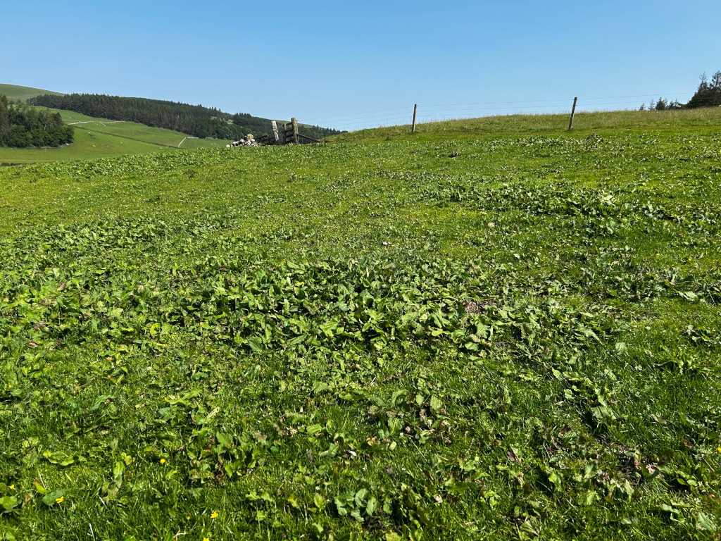 Gently sloping grassy field under a clear blue sky. A simple wire fence runs across the top of the field, and a broken-down wooden gate or fence post is visible near the enter. In the distance, rolling hills covered with trees are visible under the clear sky.