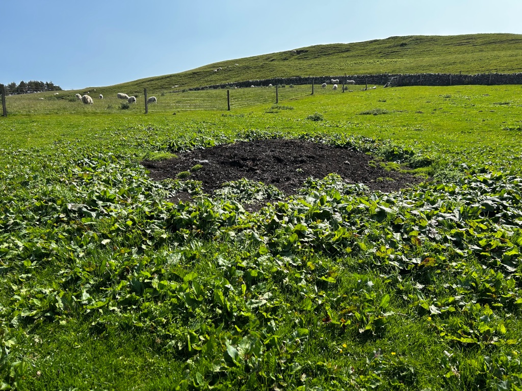 Patch of dark, possibly tilled earth in a vibrant green pasture. A dry-stone wall and a small flock of sheep are visible in the background on a gently sloping hill under a clear blue sky.