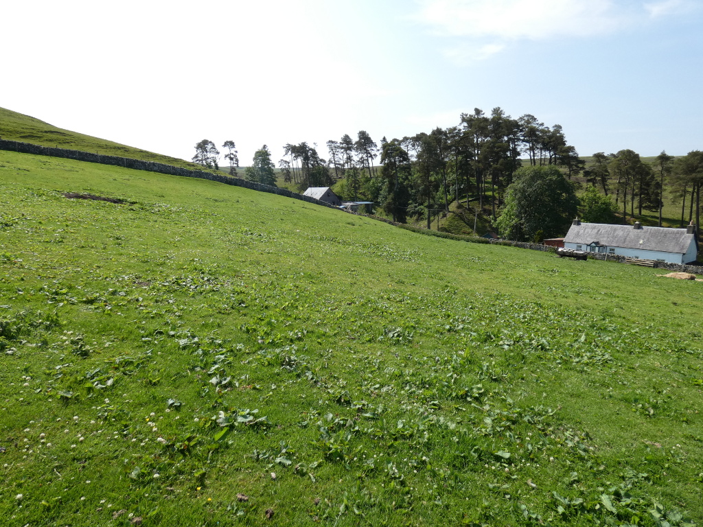 Gently sloping green pasture, bordered by a low stone wall. In the background, nestled amongst a stand of dark green trees, sits a small, whitewashed cottage.