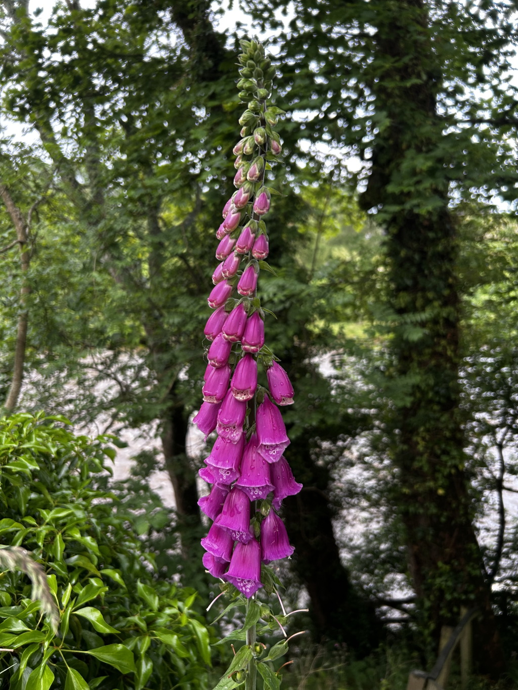 Close-up view of a vibrant purple foxglove (Digitalis purpurea) in full bloom. The flower stalk is tall and slender, densely packed with numerous bell-shaped blossoms, each exhibiting delicate water droplets, suggesting recent rain. The background is blurred but depicts a lush green woodland setting with trees and what looks like a river or stream in the distance.