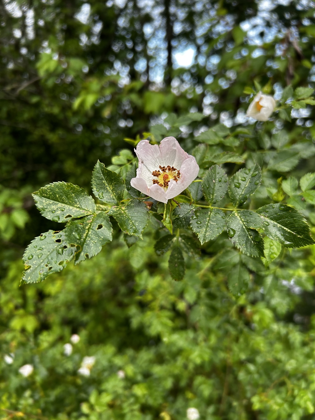 Close-up of a single, delicate, light pink wild rose blossom with its intricate stamens clearly visible. The rose is attached to a branch with vibrant green leaves, many of which show water droplets, suggesting a recent rain. The background is softly blurred, showcasing a lush green forest setting. Another rose bud is visible in the out-of-focus background.