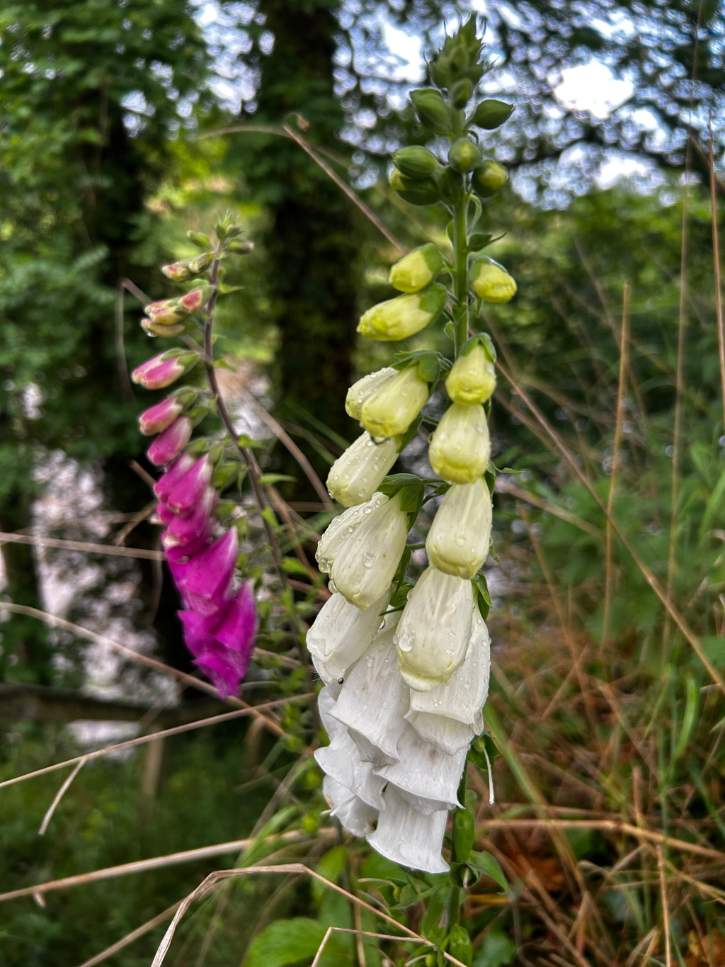 Two foxglove plants growing side-by-side in a natural, slightly overgrown setting. One foxglove has white flowers, covered in raindrops, while the other has vibrant purple flowers. The background is blurred, focusing attention on the contrasting blossoms.