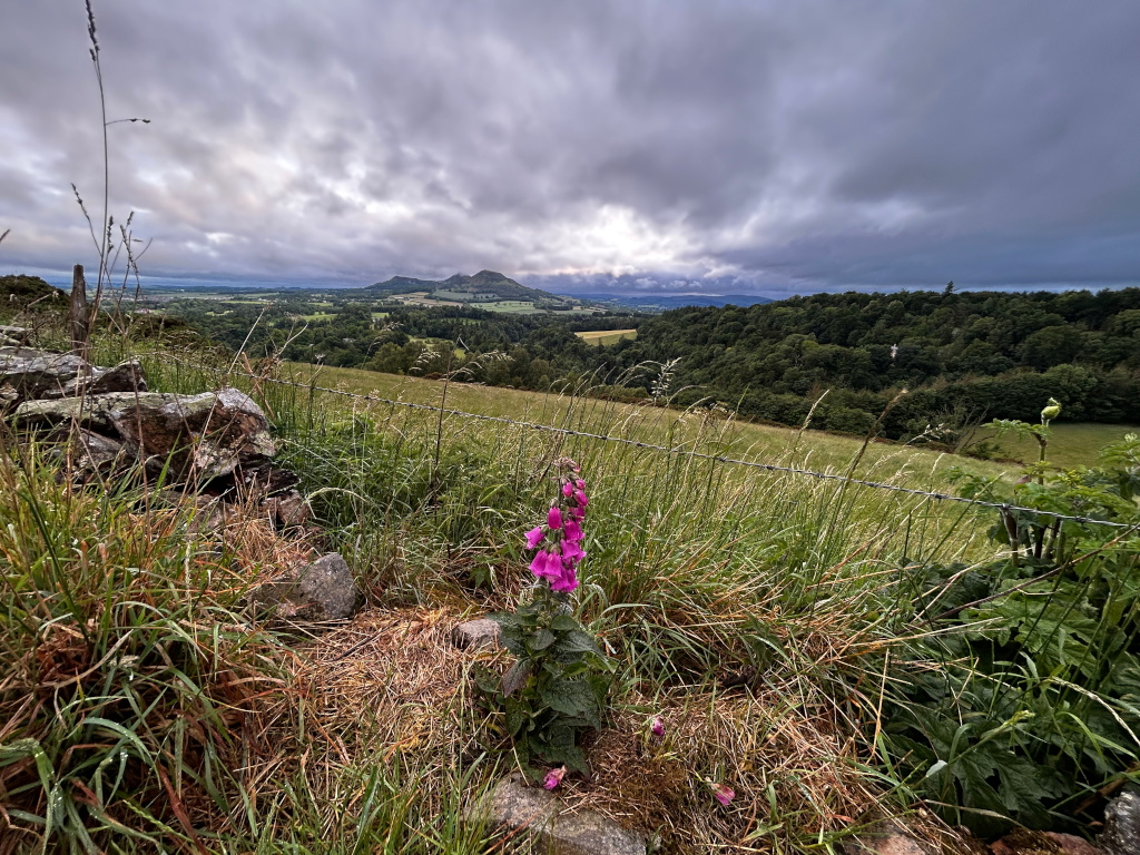 Picturesque landscape, dominated by a vast expanse of rolling green hills and a dark, cloudy sky.  A low stone wall runs across the foreground, partially obscured by tall grasses. In the foreground, a vibrant purple foxglove stands out against the muted tones of the landscape. In the mid-ground, a verdant forest stretches across the horizon. A distant hill, possibly volcanic in appearance, is visible in the background. The overall mood is serene yet somewhat dramatic due to the looming clouds.