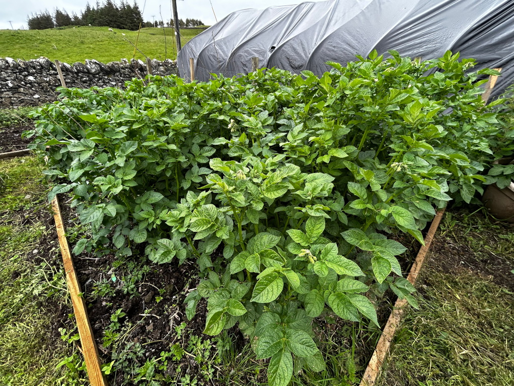 Thriving potato patch in a raised garden bed. The potato plants are lush and green, showing healthy growth. The bed is bordered with wooden planks, and in the background, there's a stone wall and a section of a grey tarp, possibly a makeshift shelter. The overall impression is one of a productive and well-maintained small-scale farm or garden.