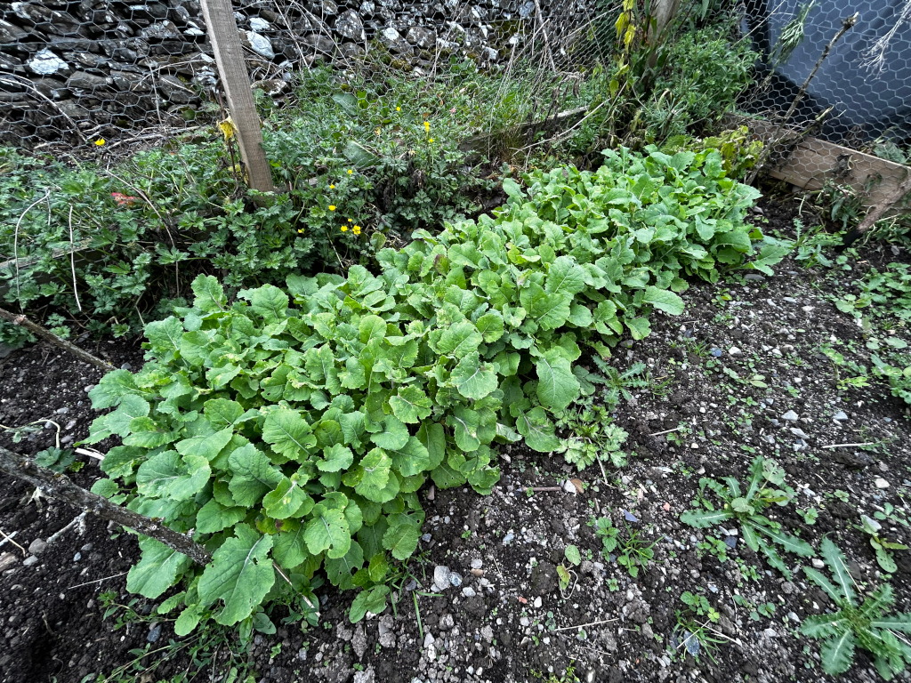 Two rows of thriving green leafy plants growing in a small garden bed. The bed is bordered by chicken wire fencing and is nestled against a stone wall. The soil is dark and loose, and some small weeds are visible between the cultivated plants. The overall impression is one of a productive, though somewhat untamed, small-scale garden.