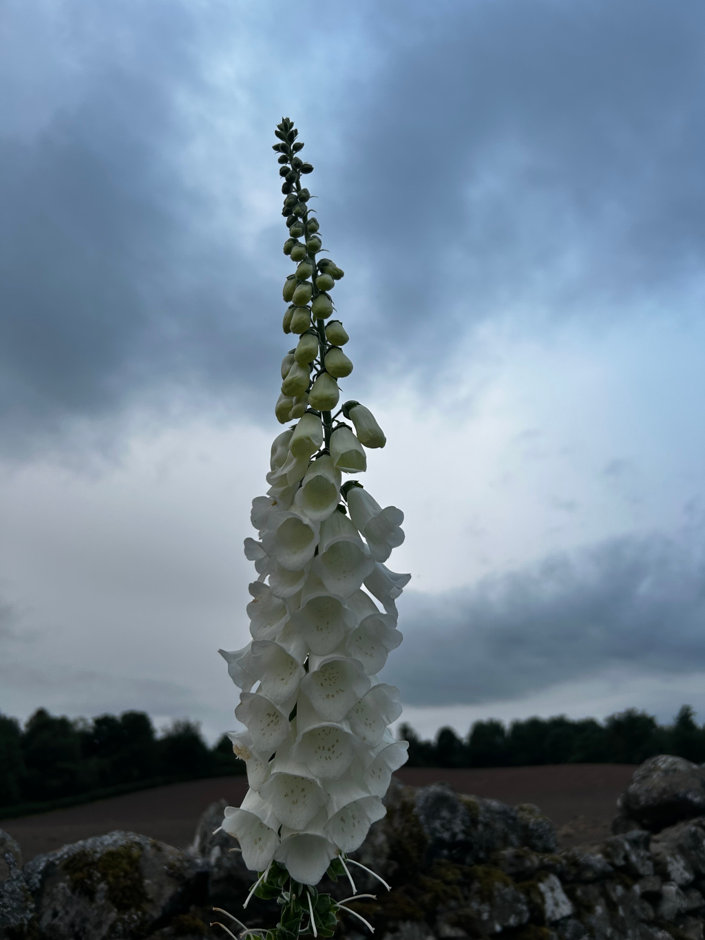 Tall foxglove flower with many white bell-shaped blossoms, set against a backdrop of a cloudy sky and a stone wall. The focus is on the flower, which is in sharp detail, while the background is slightly blurred. The overall mood is serene yet somewhat melancholic due to the overcast sky.