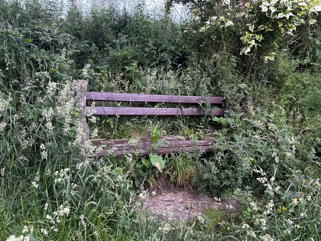 Dark brown wooden park bench almost completely overgrown with various types of weeds and grasses. The bench is nestled within a dense thicket of vegetation, suggesting neglect or abandonment. The overall impression is one of quiet solitude and the encroachment of nature.