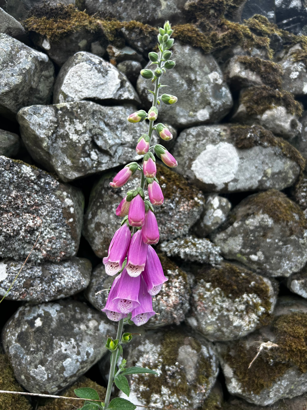 Single stalk of pink foxglove flowers growing against a backdrop of a moss-covered stone wall. The contrast between the delicate, vibrant flowers and the rough texture of the ancient stones is striking. The focus is sharply on the flowers, blurring the background slightly to emphasise this contrast.