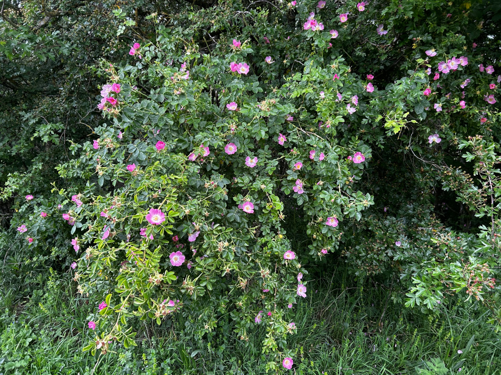 There are many light pink flowers on this dense bush, which may be a wild rose (Rosa) species. The bush is immersed in a lush green canopy, which implies a natural, potentially wild, setting. Overall, one gets a sense of the beauty of wild nature and the abundance of nature.