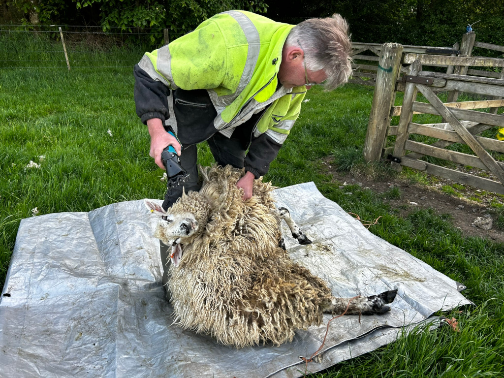 Charlie shearing a sheep. The sheep is lying on a tarp on the ground, and the person is using electric shears to remove its wool. The setting appears to be a rural pasture with a wooden fence in the background.