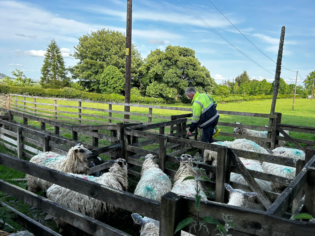 Charlie  in a high-visibility vest tending to a flock of sheep. The sheep are contained within a wooden enclosure, likely for sorting or other husbandry tasks. The setting is a rural pasture with a wooden fence and lush green grass, under a partly cloudy sky.