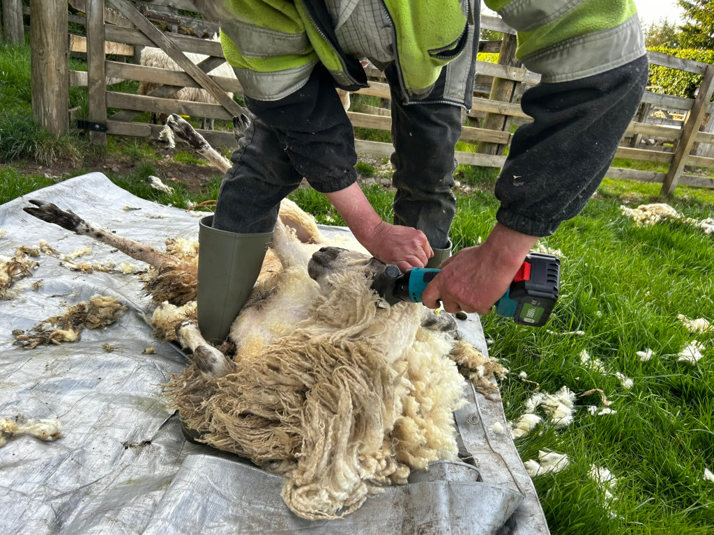 Charlie shearing a sheep using an electric clipper. The sheep is lying on a tarp, and Charlie is using both hands to operate the clipper. The setting appears to be a farm or pasture. The image focuses on the act of shearing, highlighting the tools and process involved in the care of sheep.