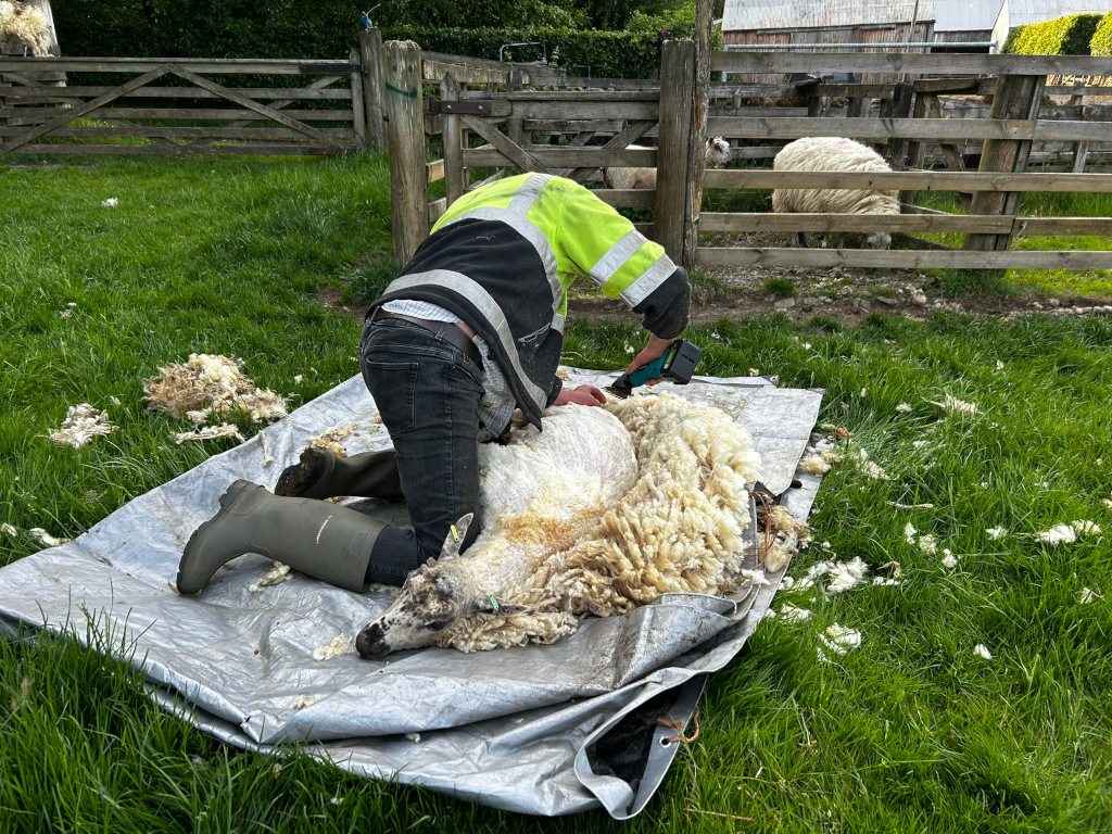 Charlie shearing a sheep using an electric shearing tool. The sheep is lying on a tarp on the ground, and Charlie, as the shearer is kneeling beside it. The setting appears to be a rural farm or pasture. Wool is visible on the ground surrounding the sheep.