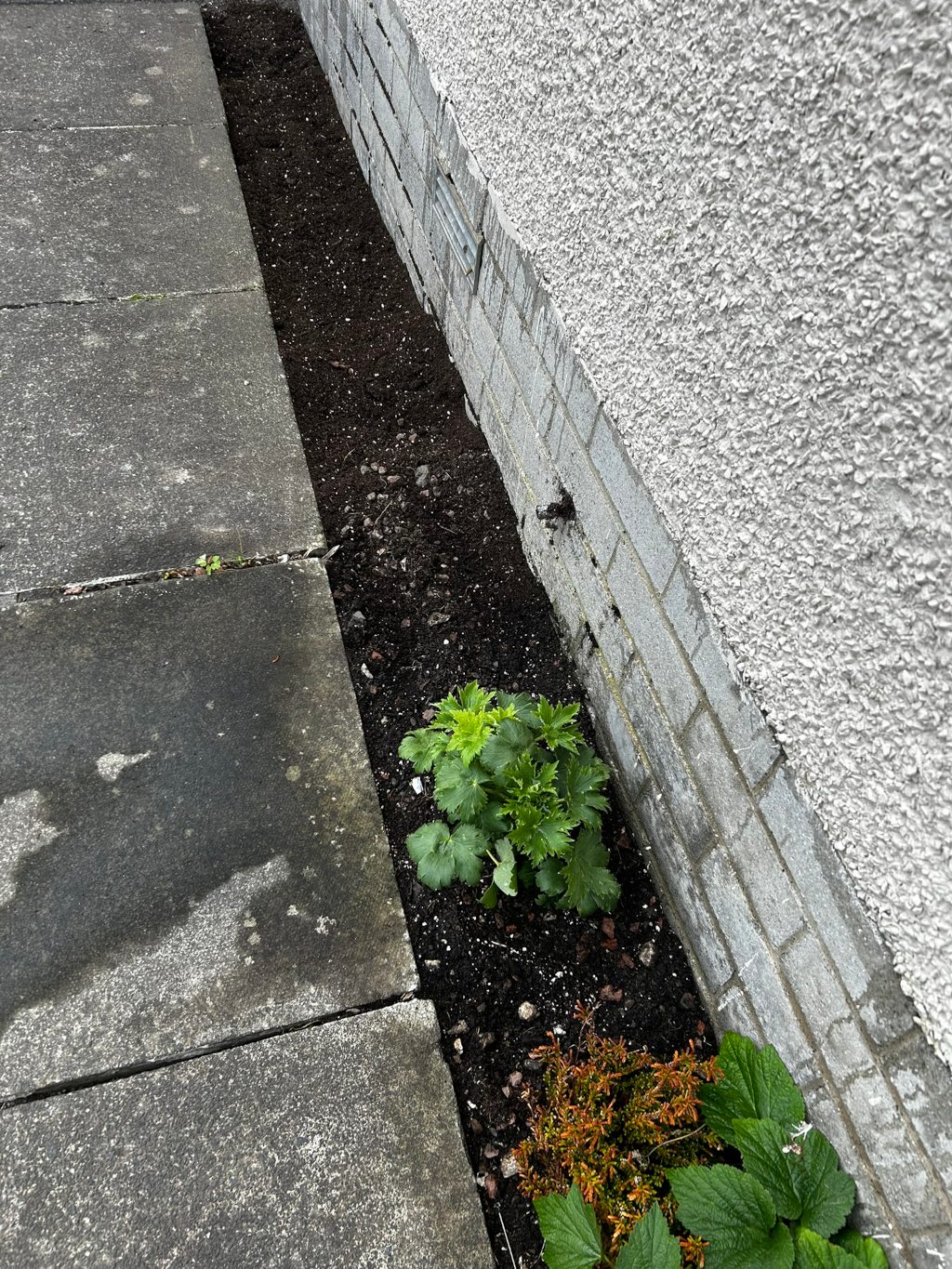 Narrow strip of garden soil between a concrete walkway and the foundation of a house. Newly planted greenery — a larger plant with broad, light green leaves and a smaller plant with reddish-orange foliage — are visible in the soil. The soil appears recently added. The overall impression is of landscaping in progress or recently completed.