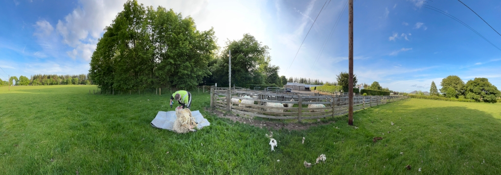 Panoramic view of a sheep shearing in progress. A person in a bright green vest is shearing a sheep lying on a white sheet in a grassy field. Several other sheep are visible behind a wooden fence in a pen. The background includes lush green fields, trees and a building in the distance under a mostly sunny, blue sky.