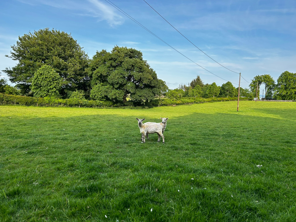Two-headed sheep standing in a lush green field. The field is bordered by a hedgerow and trees under a partly cloudy blue sky. Power lines are visible in the background. The overall scene is peaceful and pastoral.