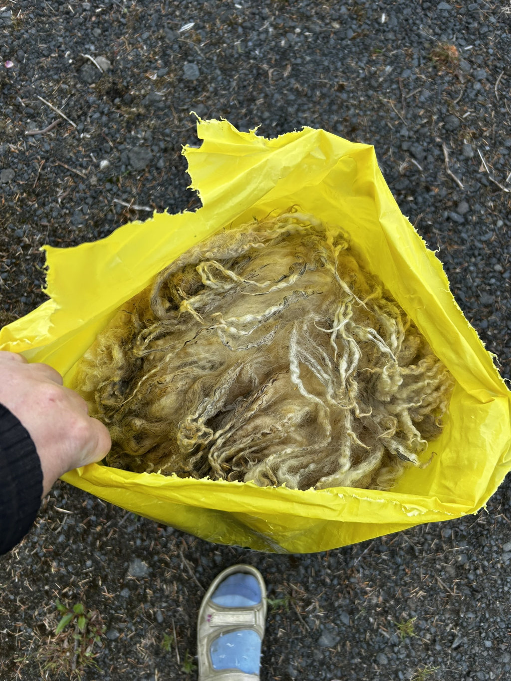 Leonie holding a yellow plastic bag filled with a large quantity of un-spun, light brown sheep's wool. The bag is slightly torn. The setting appears to be outdoors on gravel. Leonie's foot, wearing a sandal, is visible in the bottom of the image.