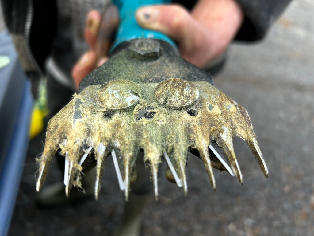 Close-up view of the cutting head of a shearing clipper. The cutting blades are coated in a thick layer of fleece and faecal matter, giving the tool a dirty and well-used appearance. The focus is sharp on the cutting head, while the background shows Charlie holding the tool is blurred.