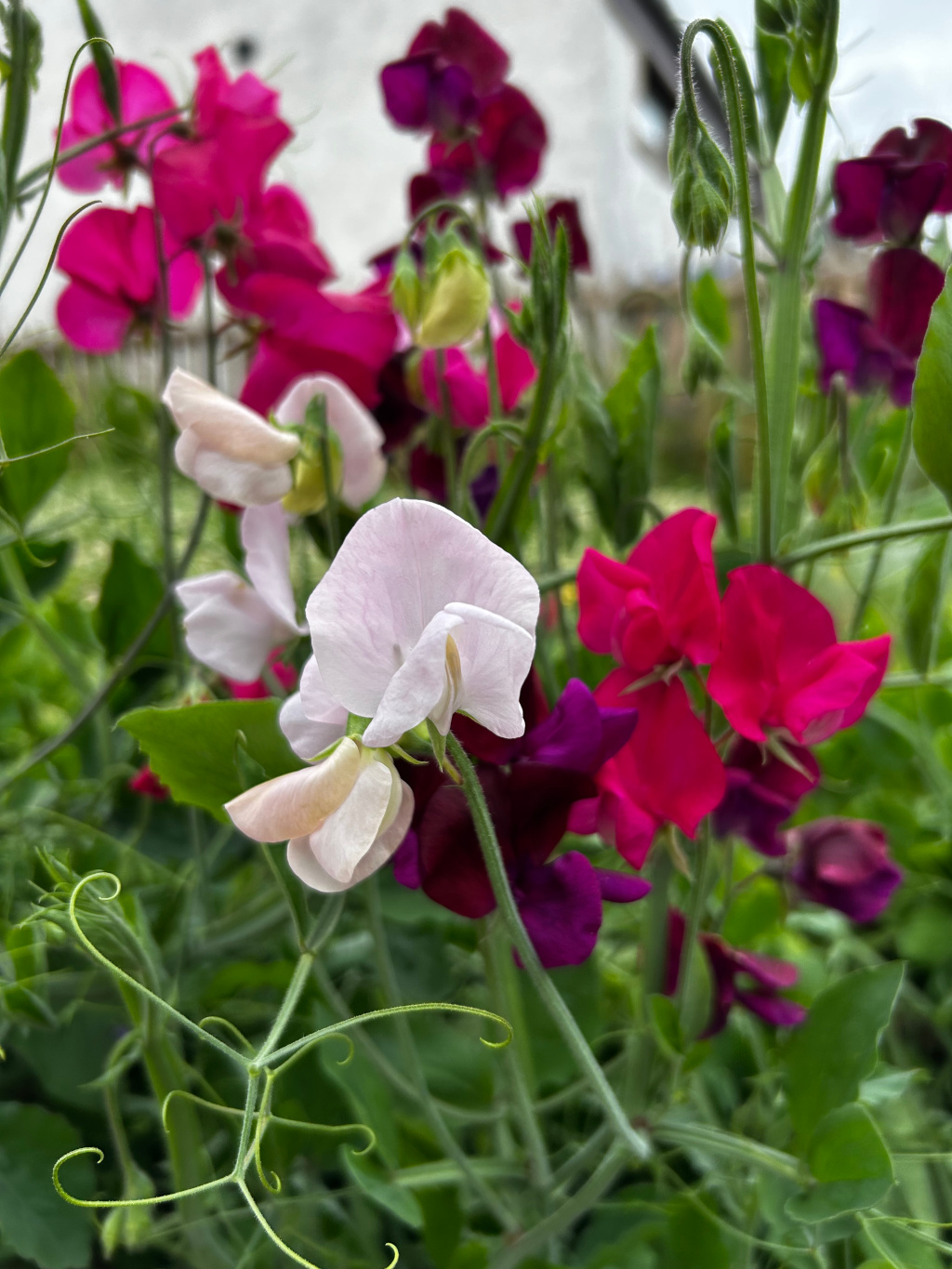 Cluster of sweet pea flowers in various shades of pink, purple, and white. The flowers are in full bloom, and their delicate petals are clearly visible. The background is blurred, but it appears to be a garden setting with a light-coloured building visible in the distance. The overall impression is one of vibrant colour and natural beauty.