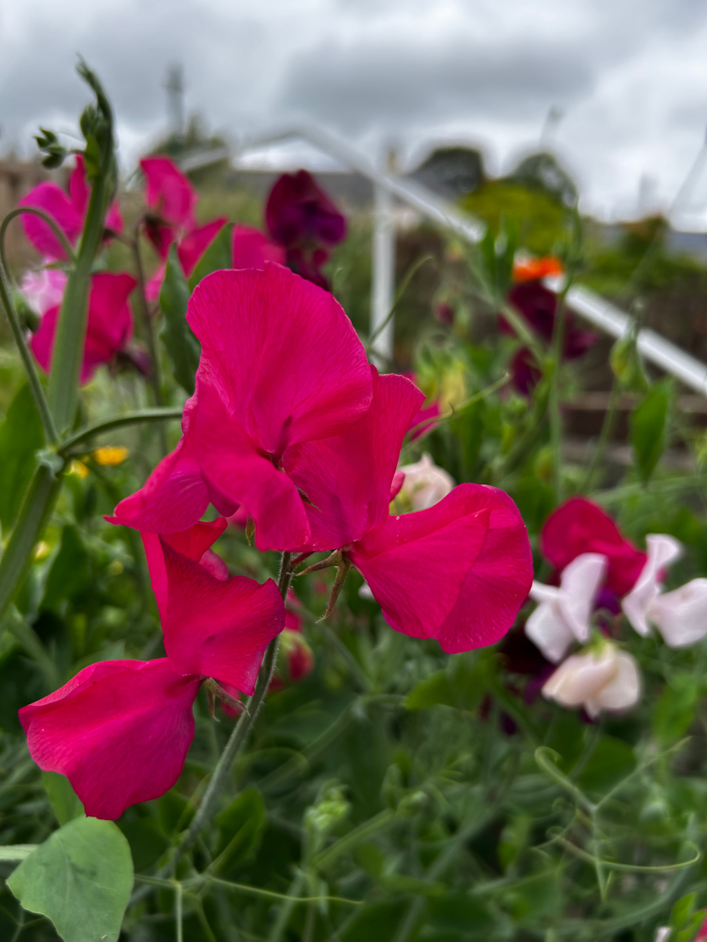 Vibrant, deep pink sweet pea flowers in full bloom. The flowers are the focal point, sharply in focus against a softly blurred background of green foliage and a partially visible white railing or staircase. Other sweet pea flowers of different colours (including white and purple) are visible in the background, adding depth and colour variety to the scene. 