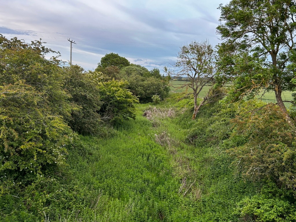 Overgrown ditch or drainage channel running through a field. Lush green vegetation, including various bushes and tall grasses, fills the channel and the surrounding banks. A few larger trees stand on either side, and in the distant background, a relatively flat field is visible under a partly cloudy sky. A utility pole is visible near the left side of the image. The overall impression is one of rural, relatively undisturbed nature.