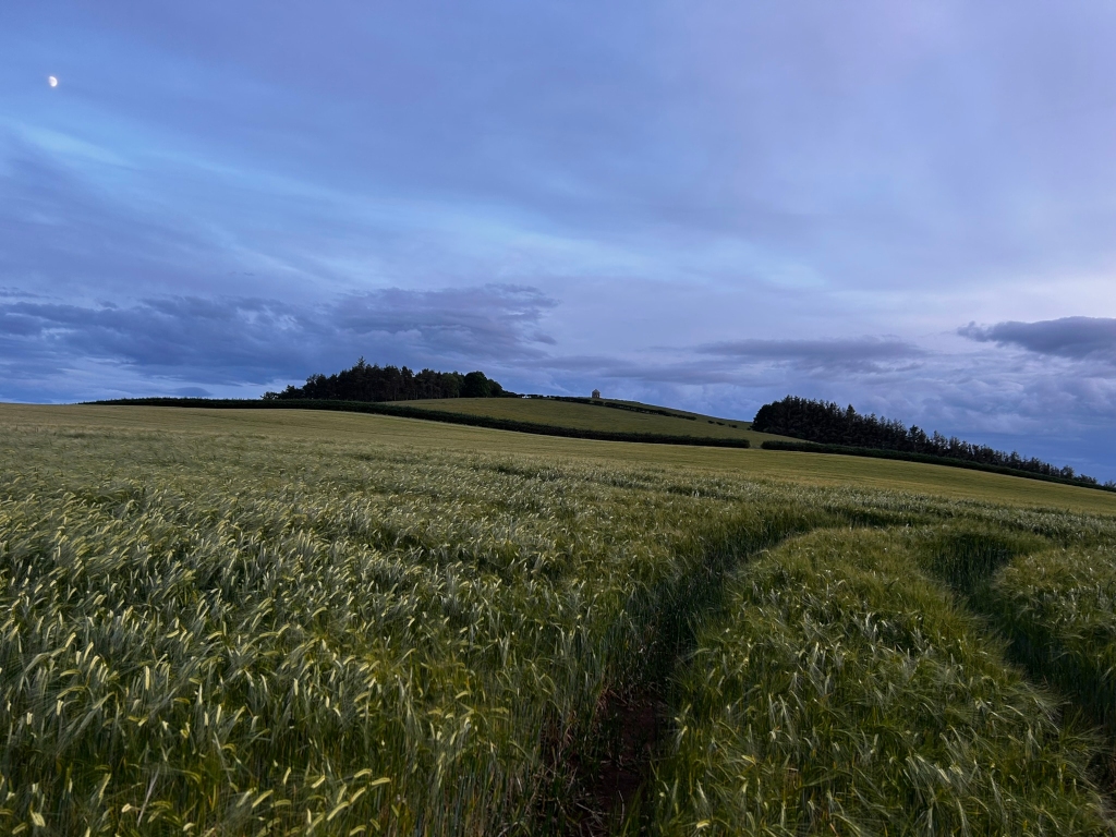 Tranquil landscape at twilight. A vast field of tall, swaying barley dominates the foreground, leading the eye towards a gently rolling hill in the middle distance. This hill is topped with a dark line of trees, and possibly a small structure near the center. The sky is a soft blend of blues and purples, with wispy clouds, and a sliver of a moon visible in the upper left corner. The overall mood is serene and peaceful.