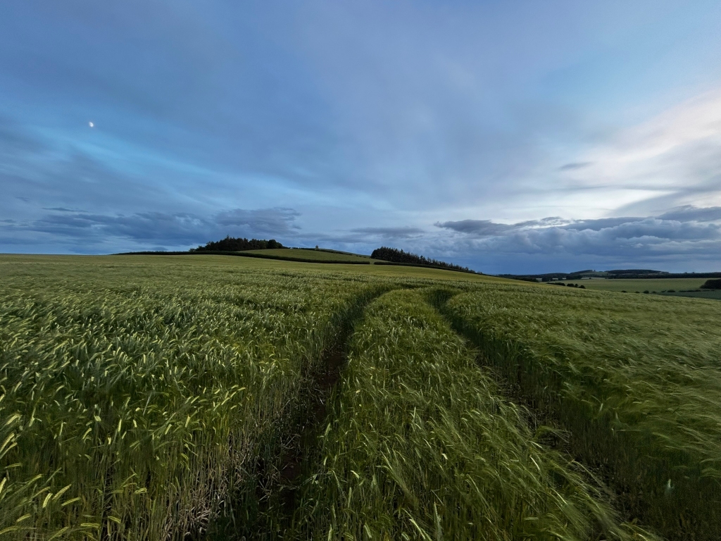 Vast field of tall, green barley swaying gently in the breeze. Two tire tracks cut through the field, leading towards a slightly elevated area of land in the distance, where a dark line of trees sits against a pale sky. A sliver of a moon is visible in the upper left portion of the picture. The overall mood is peaceful and serene, indicative of late afternoon or early evening. The sky is a mix of blue and soft gray clouds.